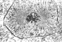 A cell readies itself for cell division during the phase. Please color G 2 green. Color Cytokinesis brown. Color Mitosis pink. The longest phase is the phase. The shortest phase is the phase.