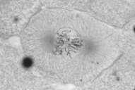anaphase metaphase prometaphase telophase prophase During late interphase Is there a nuclear envelope? Has the DNA replicated itself? Are there 1 or 2 centrosomes? Are nucleoli visible?