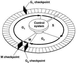 REGULATION OF THE CELL CYCLE The cell cycle control system proceeds on its own, driven by a built-in clock. BUT, the cell cycle is regulated by both internal and external controls at certain.