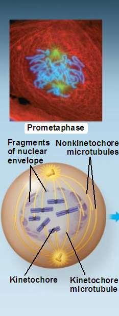 Prometaphase Prometaphase The nuclear envelop fragments The microtubules extending from each centrosome can now invade the nuclear area The chromosomes further condense Each chromatid now has a