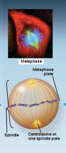Metaphase Metaphase This is the longest phase of mitosis It often lasts ~20 minutes The centrosomes are now at opposite poles of cells The chromosomes convene on the metaphase plate This