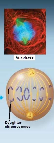 Anaphase This is the shortest stage of mitosis It often only lasts a few minutes It begins when cohesin proteins are cleaved This allows sister chromatids of each pair to part Each chromatid thus