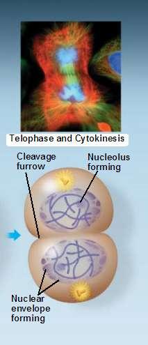 Telophase and Cytokinesis Telophase 2 daughter nuclei form in the cell Nuclear envelopes arise from fragments of the parent endomembrane system Nucleoli reappear The chromosomes become less condensed