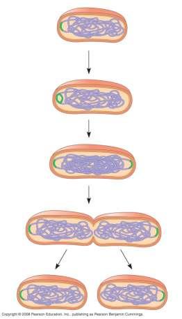 Binary F ission Prokaryotes (bacteria and archaea) reproduce asexually by a type of cell division called binary fission This process begins when the single circular chromosome of a bacterium begins