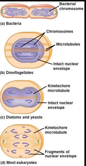 The Evolution of Mitosis Since prokaryotes evolved before eukaryotes, mitosis probably evolved from binary fission This hypothesis is supported by the fact that some proteins involved in bacterial