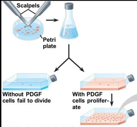 External Chemical Signals at the Checkpoints: PDG F Fibroblasts are a type of connective tissue cell that have PDGF receptors on their plasma membranes Binding of PDGF molecules to these receptors