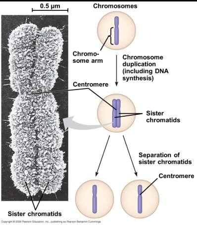 Sister Chromatids After DNA duplication, each condensed chromosome consists of 2 sister chromatids and is known as a duplicated chromosome These sister chromatids, which separate