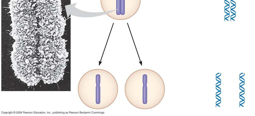 Centromere Chromosome duplication (including DNA