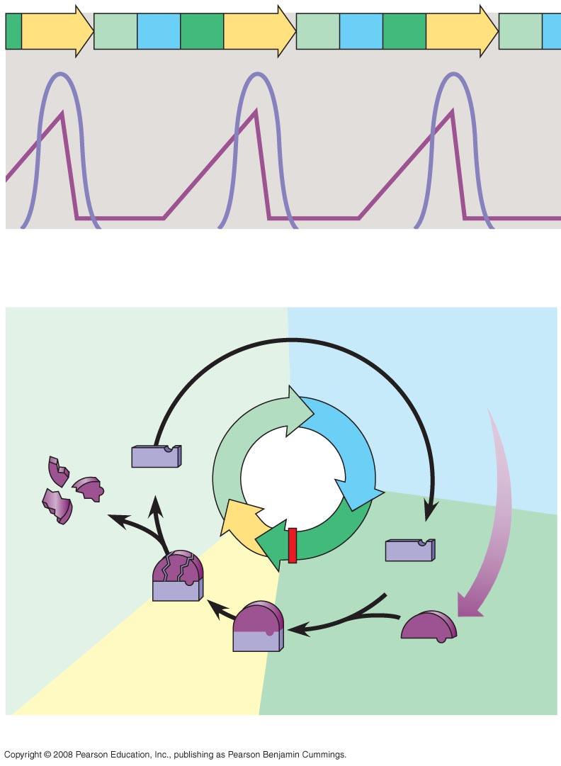 Fig. 12-17 M G 1 S G 2 M G 1 S G 2 M G 1 MPF activity Cyclin concentration Time (a) Fluctuation of MPF activity and cyclin concentration during the cell