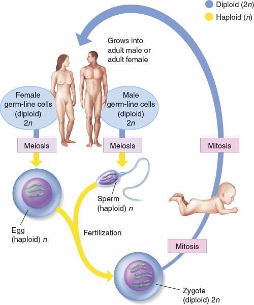 The Key Rles f Cell Divisin 12.1 Mst cell divisin results in genetically identical daughter cells Each eukarytic species has a characteristic number f chrmsmes in each cell nucleus.