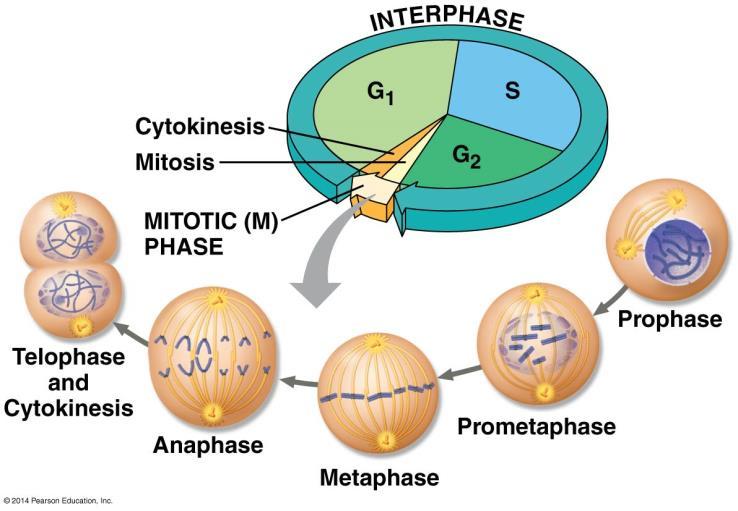 REVIEW: Duplicate, Allcate, Separate Interphase: G 1 S DUPLICATE Chrmsmes G 2 M Phase: Prphase