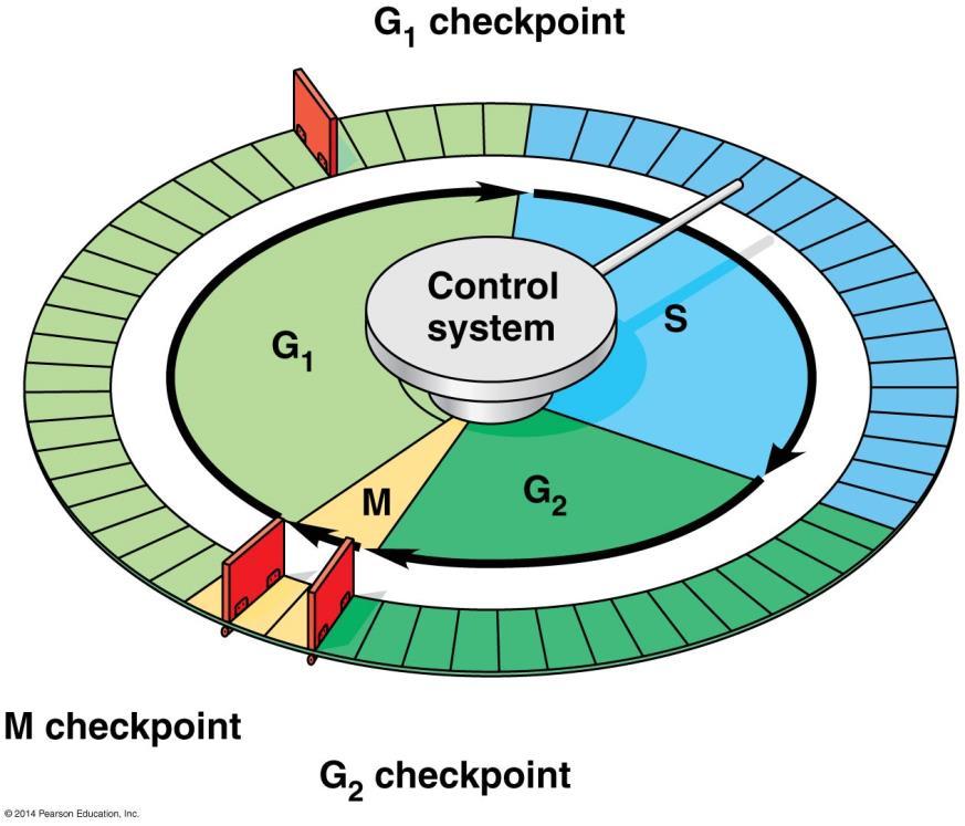 The eukarytic cell cycle is regulated by a mlecular cntrl system 12.3 Cytplasmic signals drive the cell cycle Three majr checkpints are fund in the G 1, G 2, and M phases.