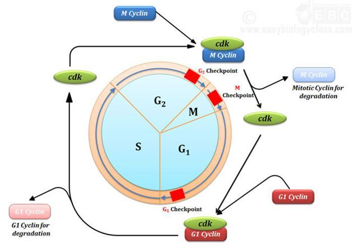 Cytplasmic signals drive the cell cycle 12.