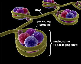 - 23 Cellular Organiza>on of the Gene>c Material Chroma>n Complex of DNA and