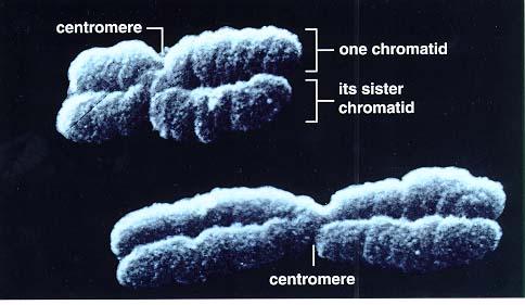 during cell division Junc2on point of the duplicated chromosome, where the two chroma2ds are