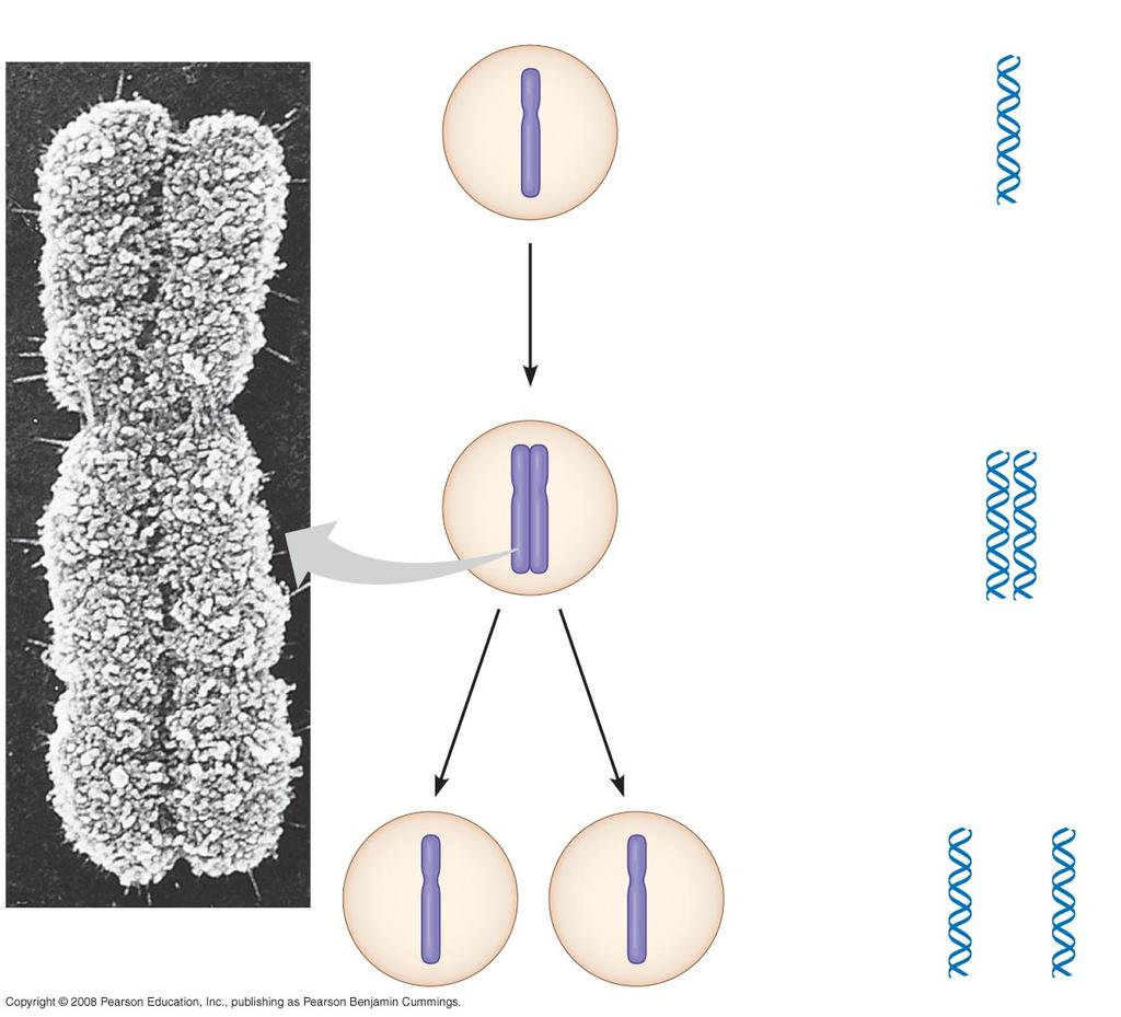 5 µm Chromosomes DNA molecules Chromosome arm Chromosome duplication (including DNA synthesis)