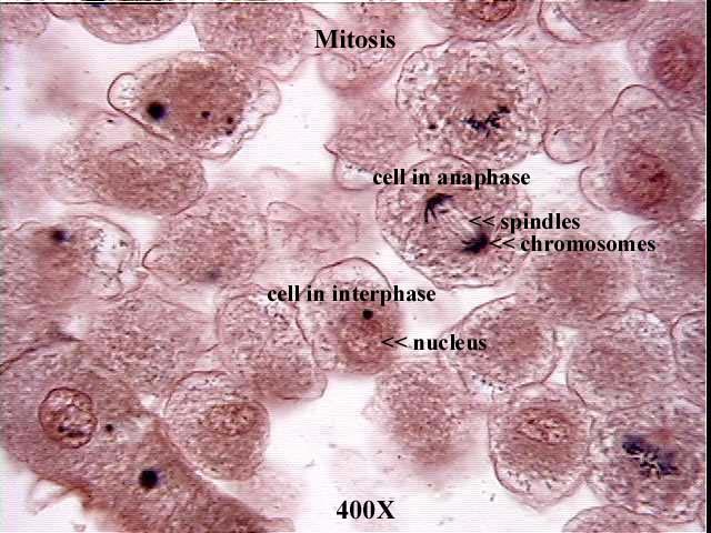 Cycle - Interphase Interphase about 90% of the