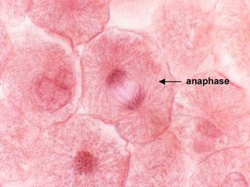 Anaphase Telophase and Cytokinesis Spindle fibers shorten