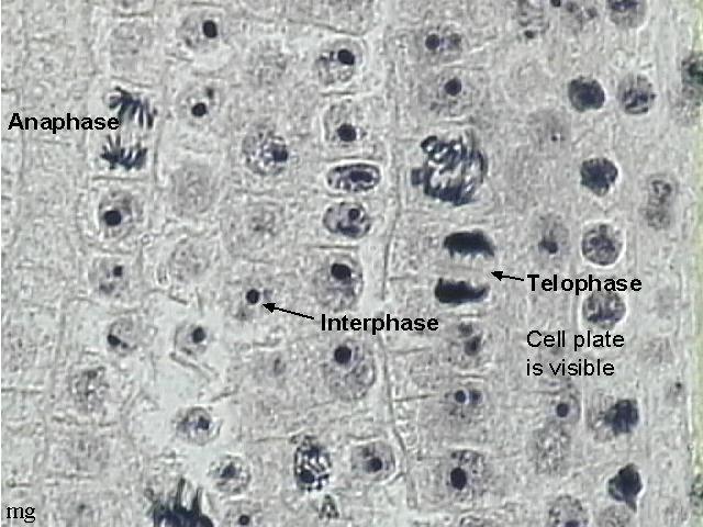 12-6c Telophase reach poles Begin to Anaphase Telophase and