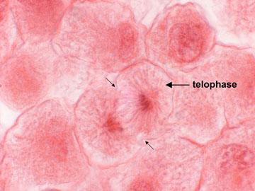Telophase and Cytokinesis Cytokinesis begins forms Spindle