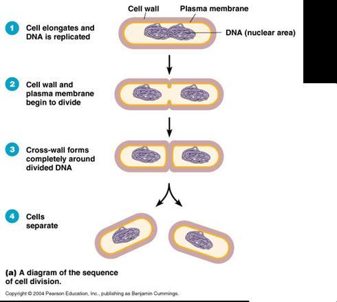 Cell Division: How it happens Every cell must copy its genetic information before cell division can begin.