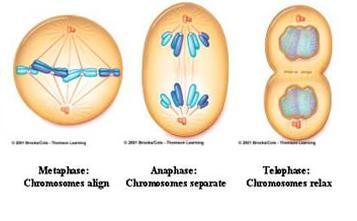 Cell Division: