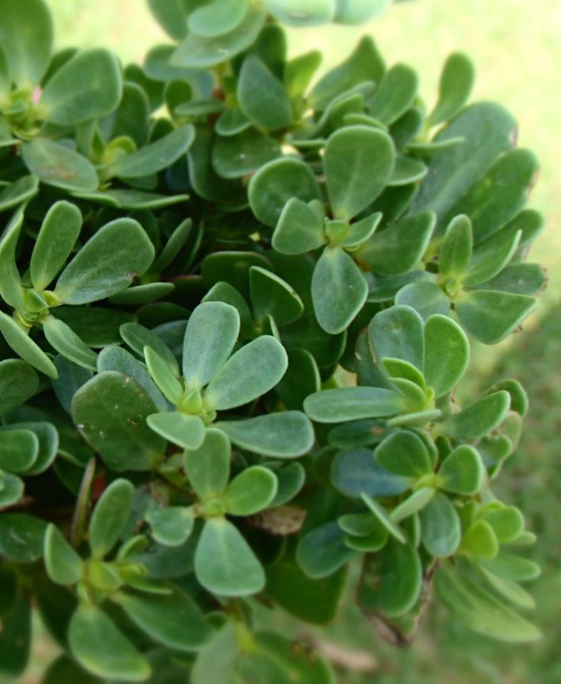 Tradition Purslane herb: a cosmopolitan plant Fast growing herb, with thick, fleshy, oval leaves Originating from Southern Asia Growing wild or cultivated in tropical and temperate regions worldwide