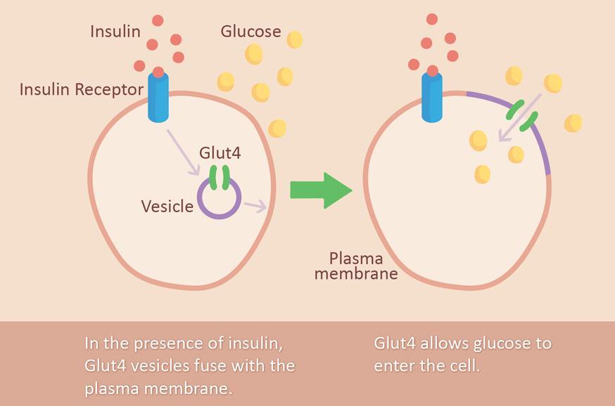 In vitro Study Portusana induces the translocation of glucose transporter 4