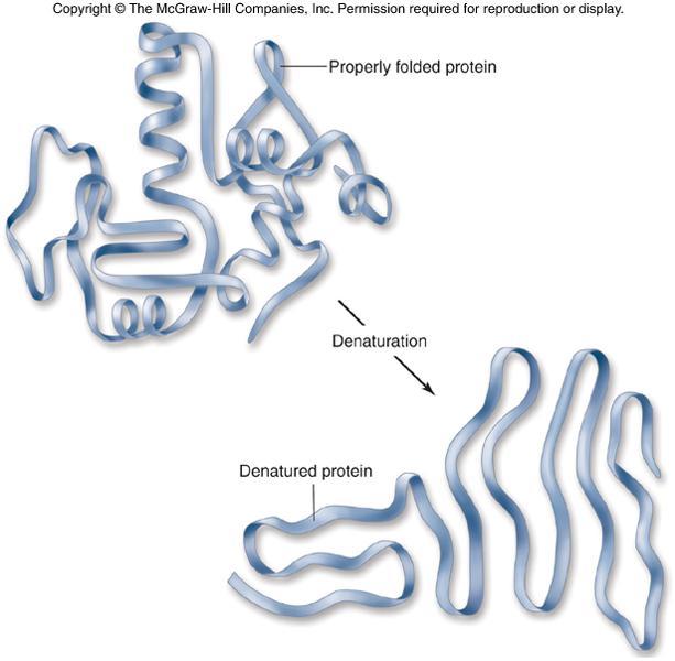 Proteins Denaturation is a change in the shape of a protein, usually causing loss of function.