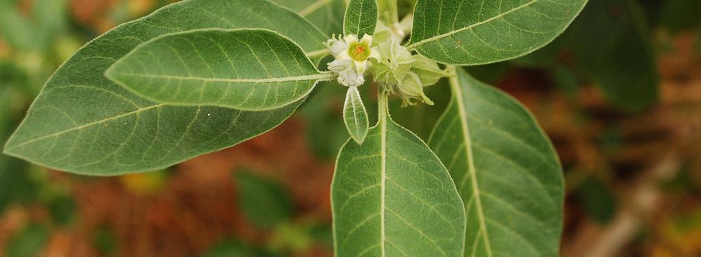 ASHWAGANDHA Ashwagandha is one of the most powerful herbs in ayurvedic medicine.