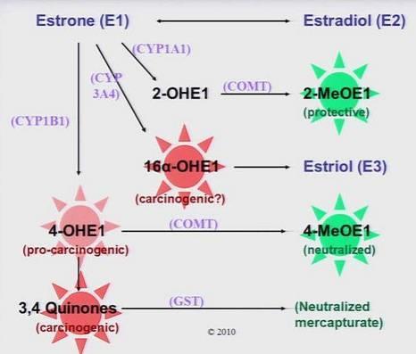 Estrogen Metabolites Estradiol can convert to estrone and visa versa There are three forms of estrone metabolites 2-hydroxyestrone (with 2 carbon molecules) considered innocuous