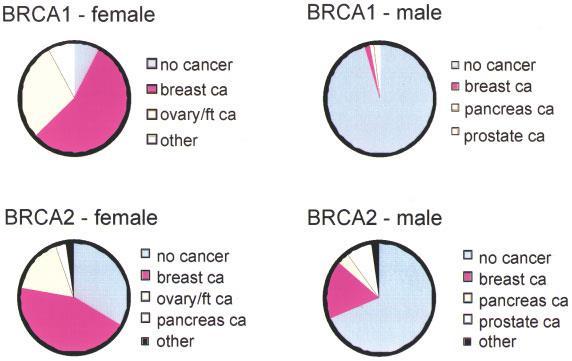 BRCA-1 or BRCA-2 Only 12 percent of women will develop breast cancer in their lifetime 55-65% women who inherited the mutated BRCA-1 gene and 45% of women who inherited the BRCA-2
