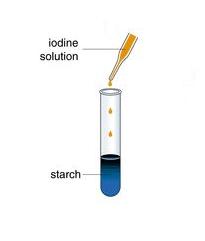 We can chemically test for Starch by adding Iodine Solution. Colour change from red/brown to Blue/black During digestion Starch is broken down in the body, to form Glucose.