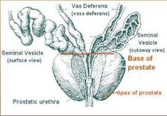 Prostate Anatomy and Function Prostate Anatomy and Function Tubuloalveolar exocrine gland of the male