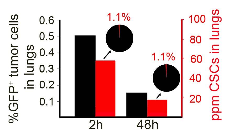 SUPPLEMENTARY INFORMATION RESEARCH Fig. S3: CSCs (red) and non-cscs (black) show similar extravasation efficiency.