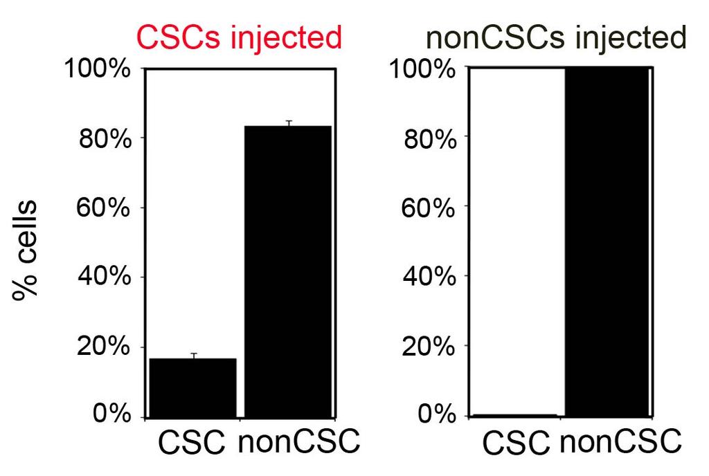 RESEARCH SUPPLEMENTARY INFORMATION Fig. S6: Non-CSCs do not give rise to CSCs.