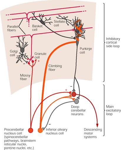 The Purkinje Cells Receive Excitatory Input From Two Afferent Fiber Systems and Are Inhibited by Three Local Interneurons Synaptic organization of the basic cerebellar circuit module.