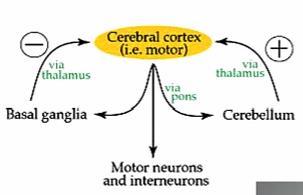 Introduction The basal ganglia and cerebellum modify movement on a minute to minute basis.