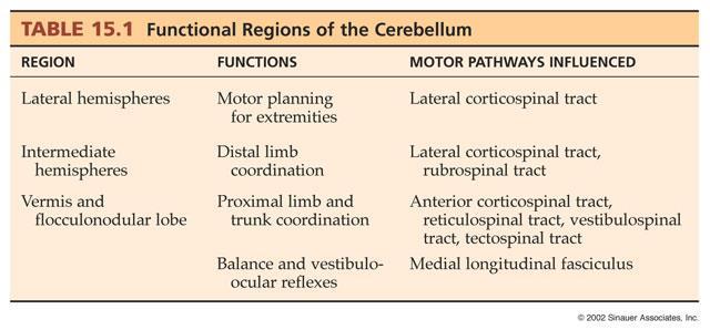 The Cerebellum - Three
