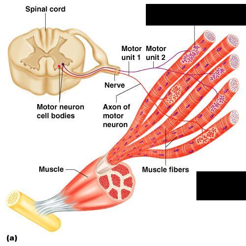 Nerve Stimulus to Muscles Skeletal muscles must be stimulated by a nerve to