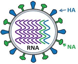 7 Influenza Virus Surface proteins Determine immunity Vaccine components Virus Changes Drift: