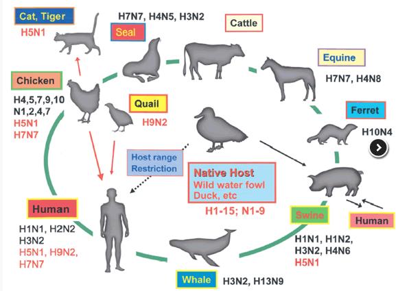 8 Mammalian and Avian Hosts Inter-Species infection restrictions