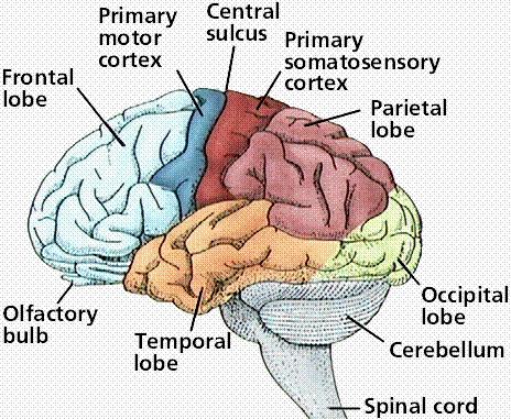 The surface of both hemispheres is folded making the circumvolutions. The forebrain consists of the cerebral hemispheres, thalamus, hypothalamus, and limbic system. 2.The midbrain.