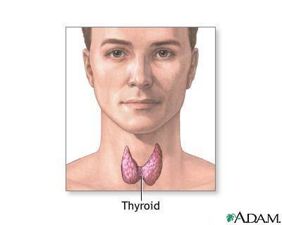 Thyroid Located in the trachea.
