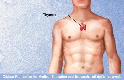 Thymus Located behind the breastbone.
