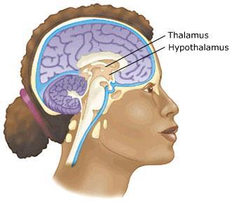 Hypothalamus This gland links the nervous and endocrine system.