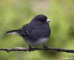 The dark-eyed junco Excessive testosterone leads to: Older females attraction