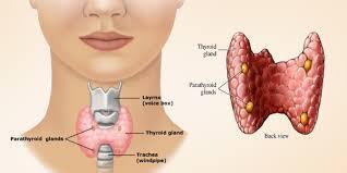 Thyroid Butterfly-shaped Cervical region 2 lateral