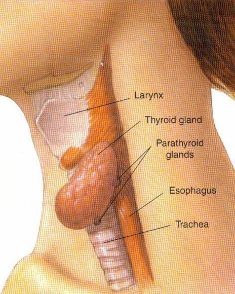Thyroid Gland The thyroid gland has the major role in regulating the body s