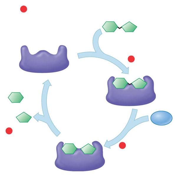 The Catalytic Cycle of an Enzyme 1 Enzyme available with empty active site Active site Substrate (sucrose) 2 Substrate binds to